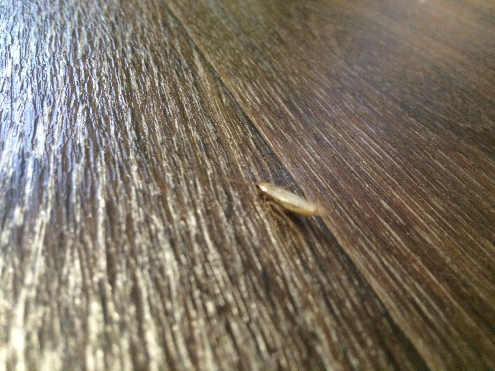 Таракан-альбинос | Пикабу