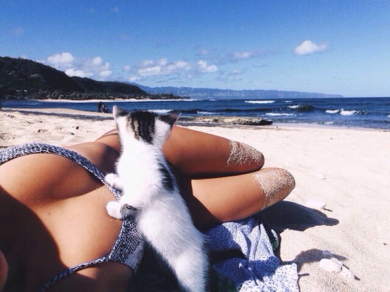 Everything is perfect in this photo - NSFW, Boobs, cat, Sea