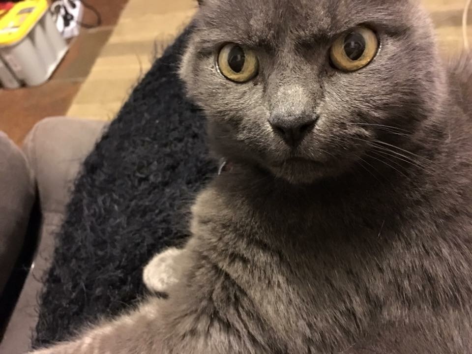 https://cs8.pikabu.ru/post_img/big/2016/02/02/6/1454404729132641659.jpg