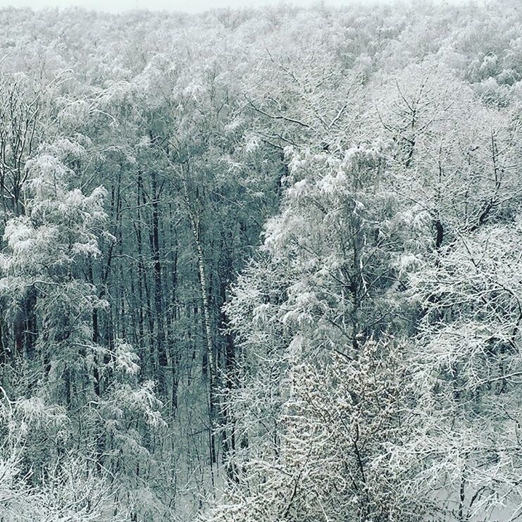 Winter moment - My, Winter, View from the window, Snow, Forest, Balashikha