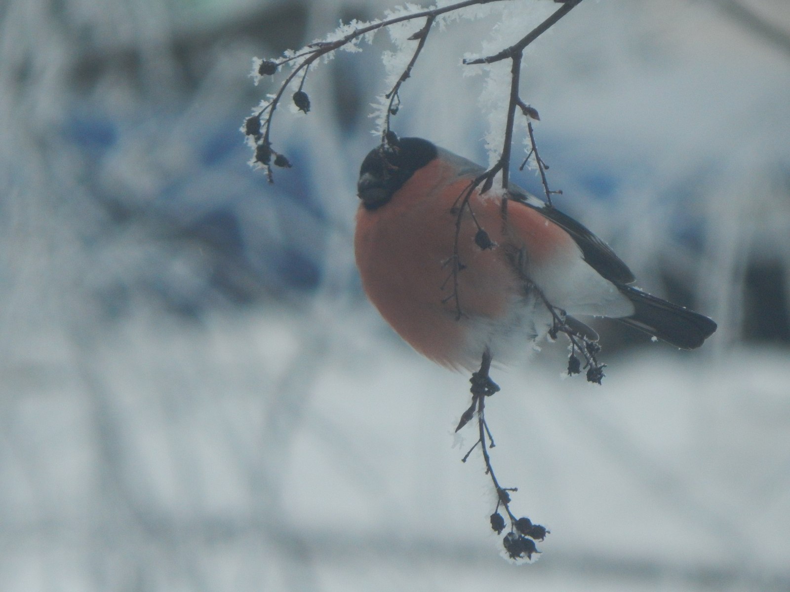 A bit of winter from childhood) - My, Winter, Bullfinches, Nostalgia