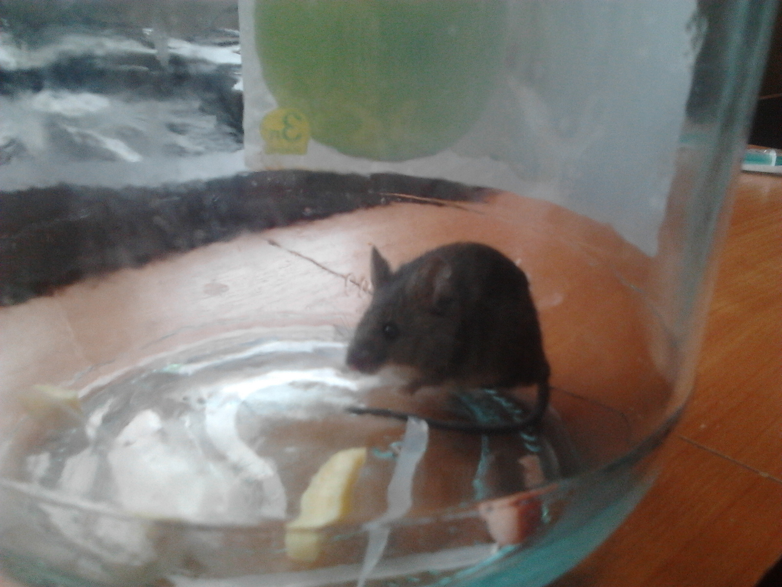 New pet - My, Animals, Mouse, Dormitory