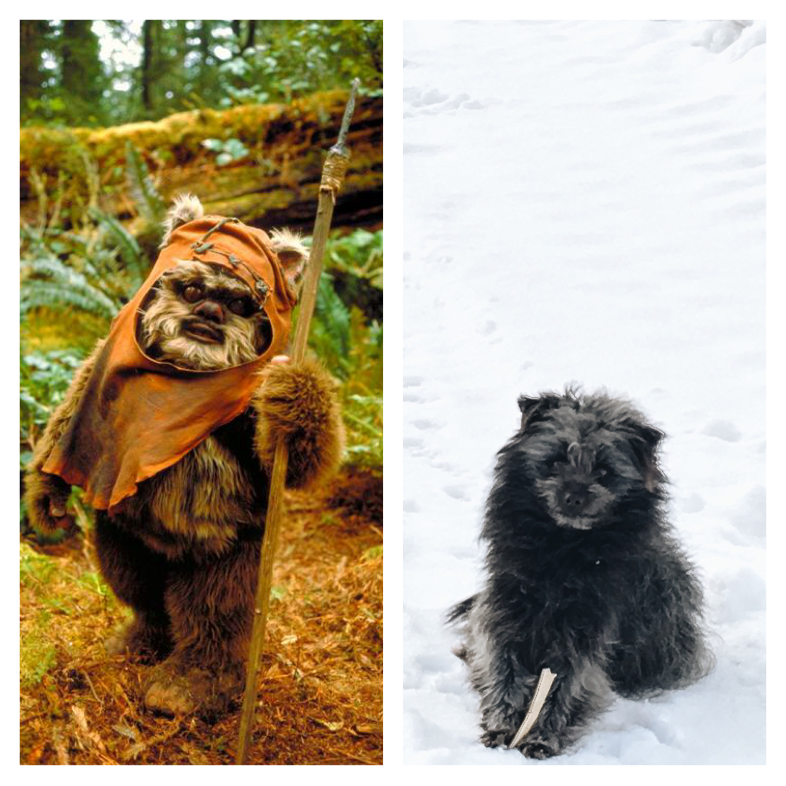 Return of the Ewok. We met by chance, they say that no one had seen before. - My, Return, Similarity, Dog, Star Wars, Ewoks