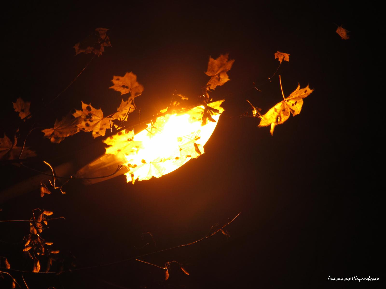 Night, street, lantern ... - My, Night, The street, Lamp, Leaves, Maple, SPbGLTU, Russia