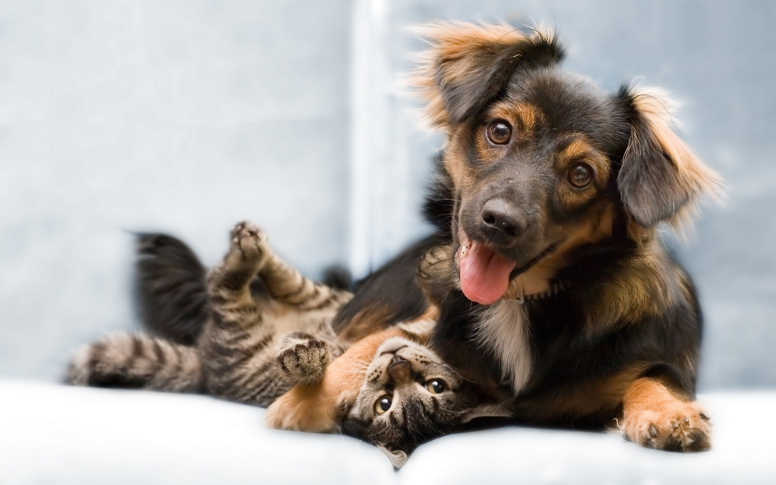 Собаки любят хозяев в пять раз больше, чем кошкикошки. | Пикабу