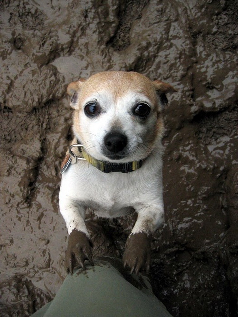 On the handles - Dog, Dirt, On the handles