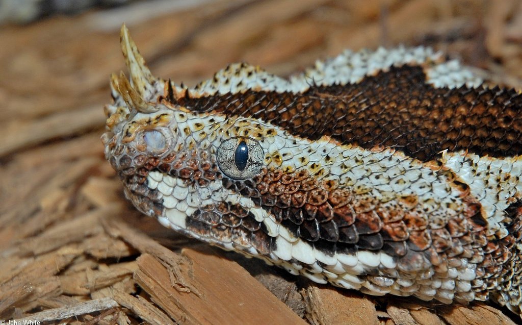 Несколько опасных ядовитых змей | Пикабу