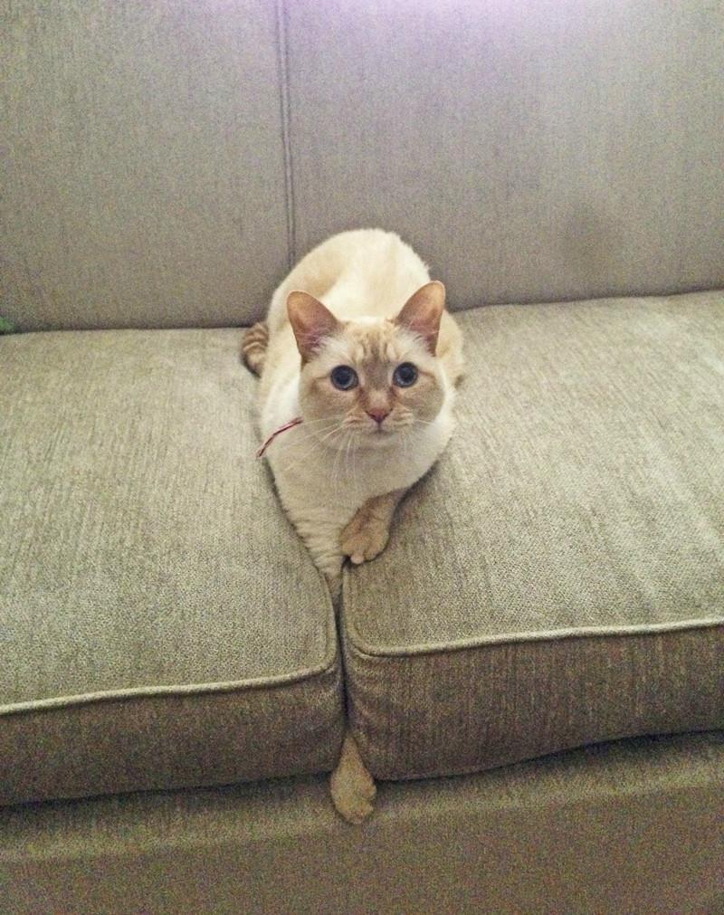 long-legged - Photo, cat, Sofa, Paws