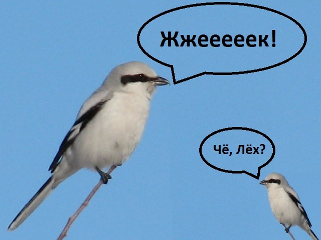 Сорокопуты | Пикабу