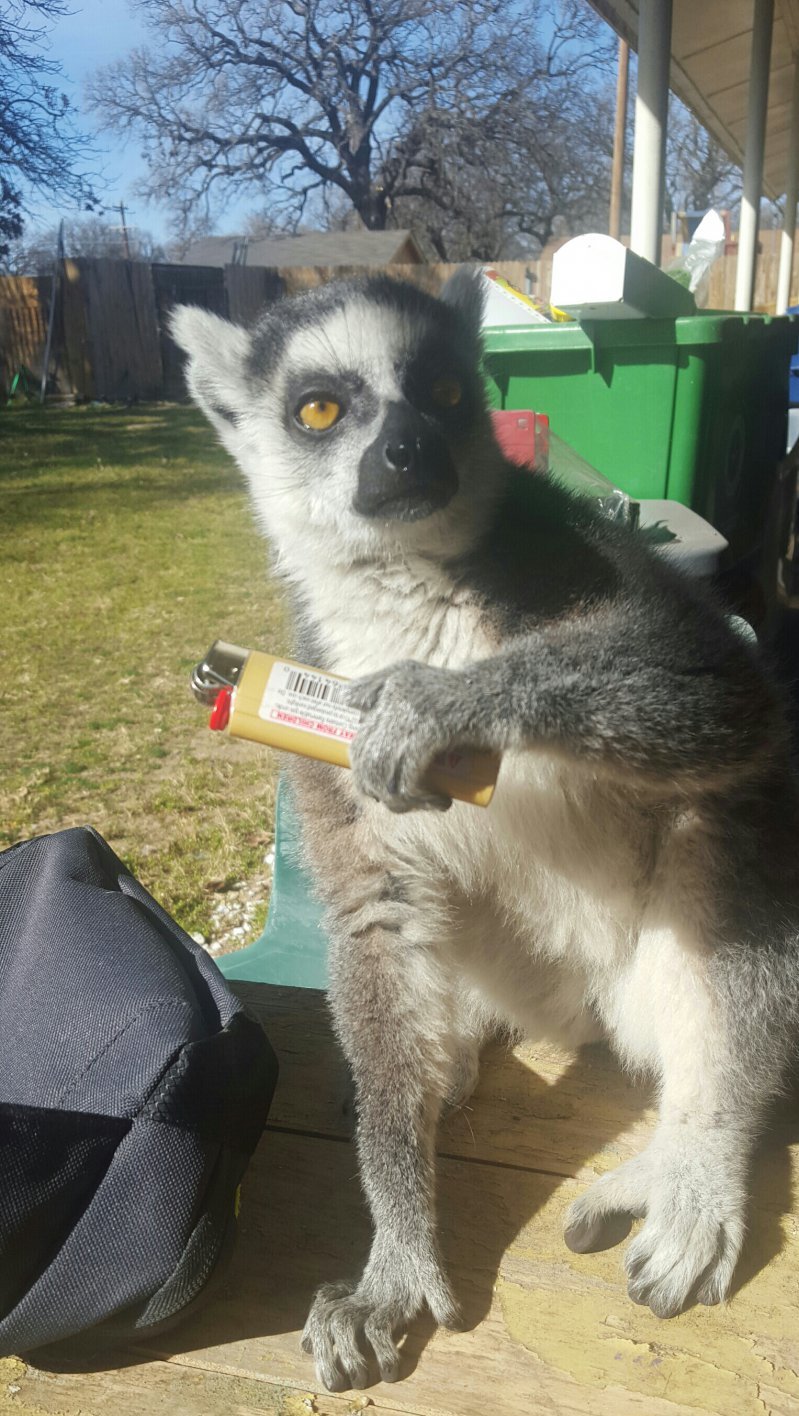 - Fuck off, I'll just smoke! - Photo, Animals, Lemur, Found