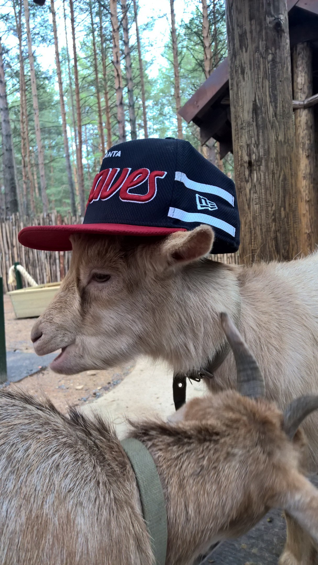 Хип-хоп коза | Пикабу