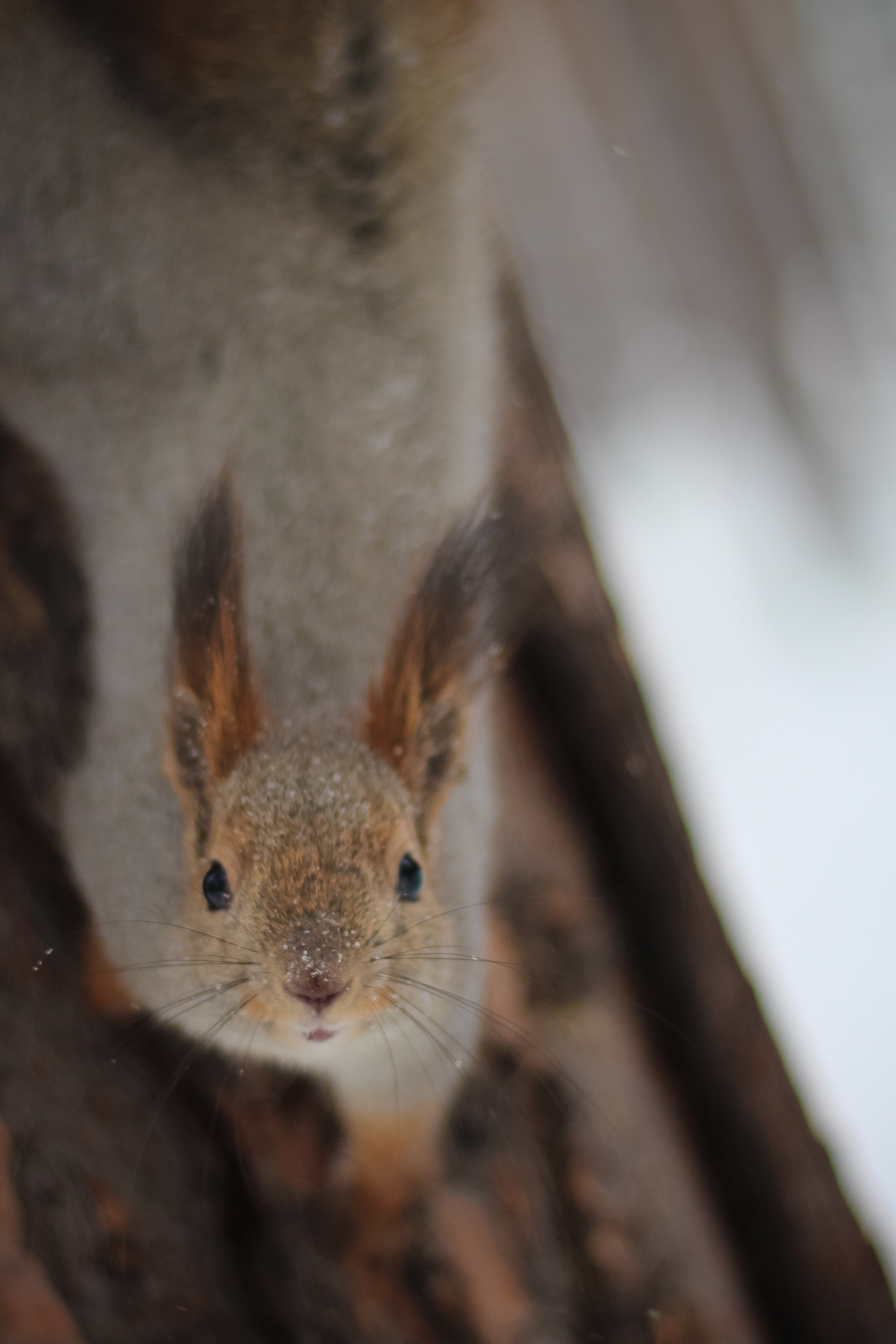 Шел домой через лес и встретил эту милашку. Canon 650d 50mm f1.8 | Пикабу