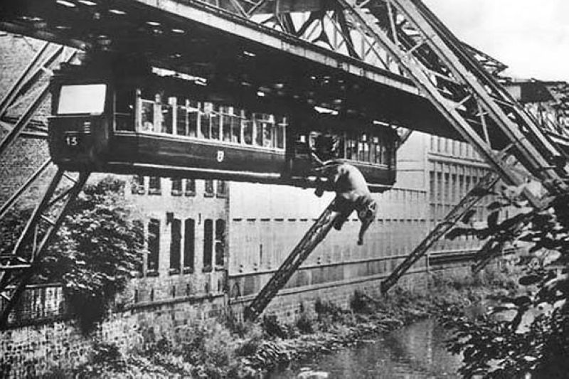 1950 год Германия. Попытка провезти слона на подвесной дороге закончилась побегом слоника прямо на ходу - Слоны, Поезд, Фотография, История