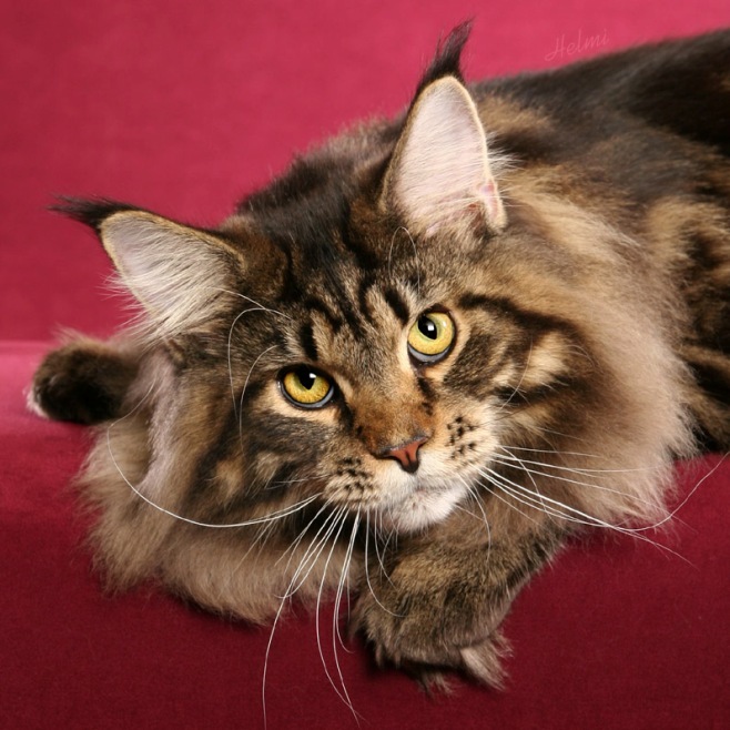 The most expensive cat breeds. Top 15 - cat, Animals, beauty, Top, Longpost