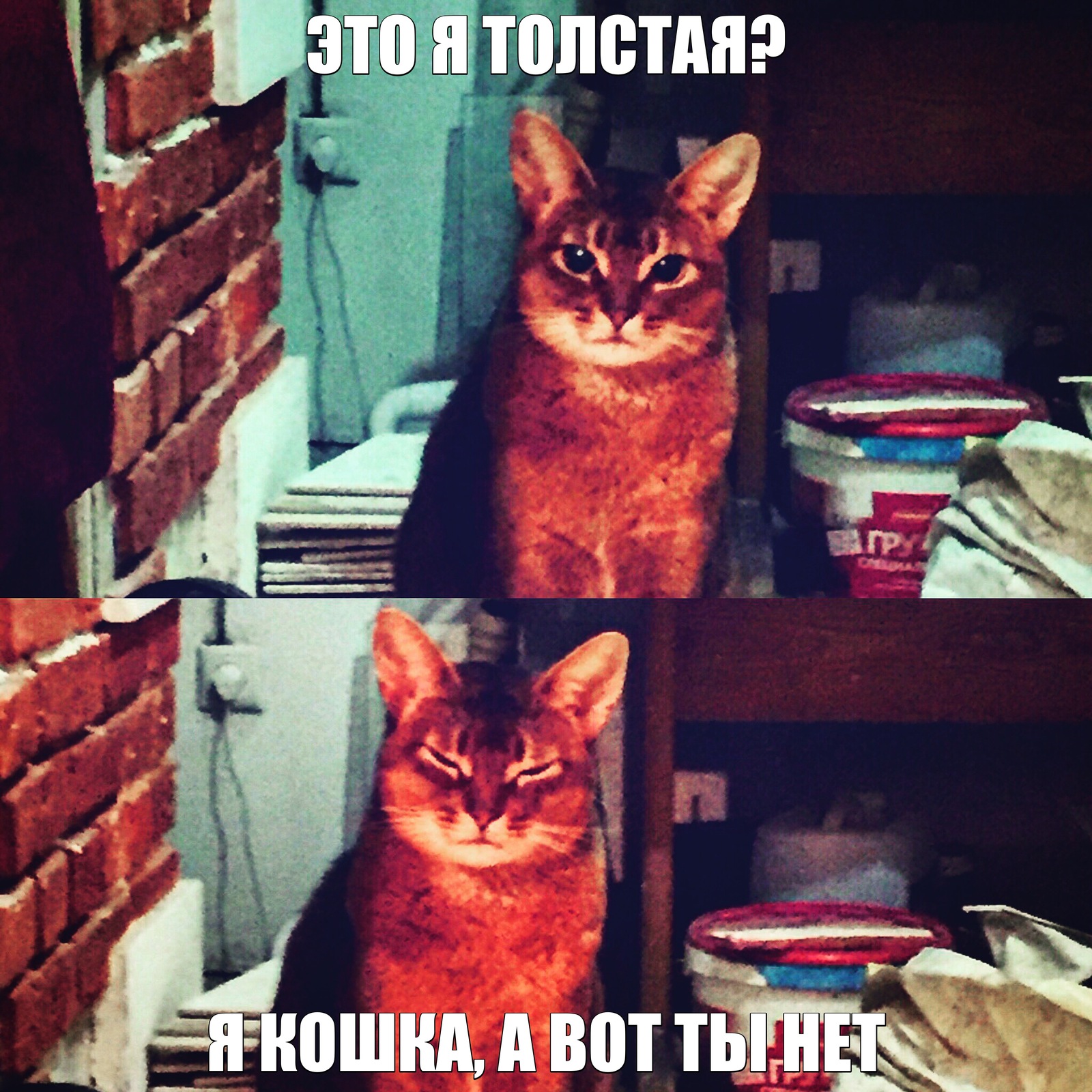 Даже моя кошка мне намекает | Пикабу
