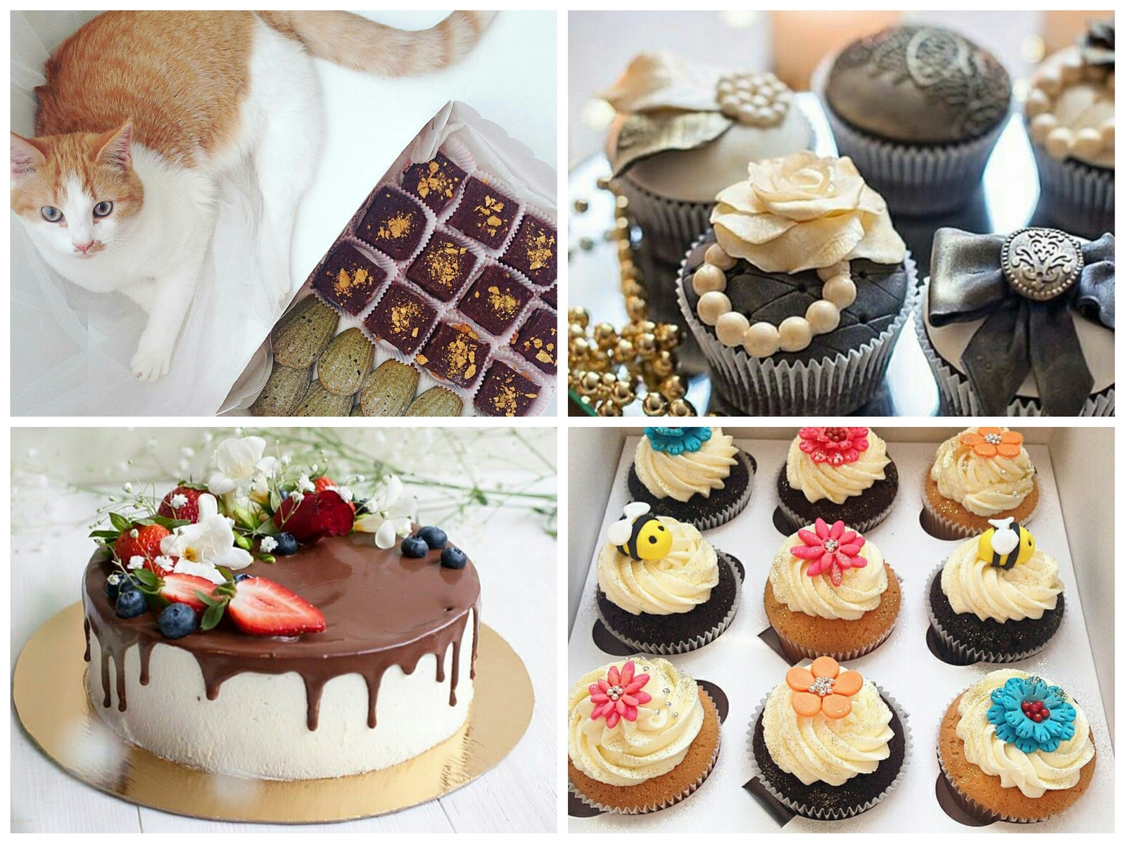 About cats and cupcakes. - My, cat, Cats are right in the world, Bezkotaizhizhnneta, Chocolate, Russia, Cupcakes