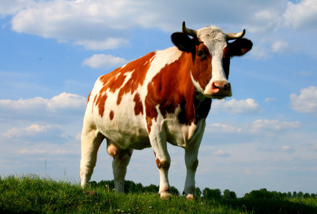 Cows moo with a regional accent - Stupidity, Useless information, Facts, Cow, Animals, Research, Popular, Recommendations, Longpost