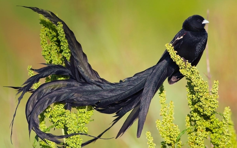 Onamning mushukidagi sikning surati