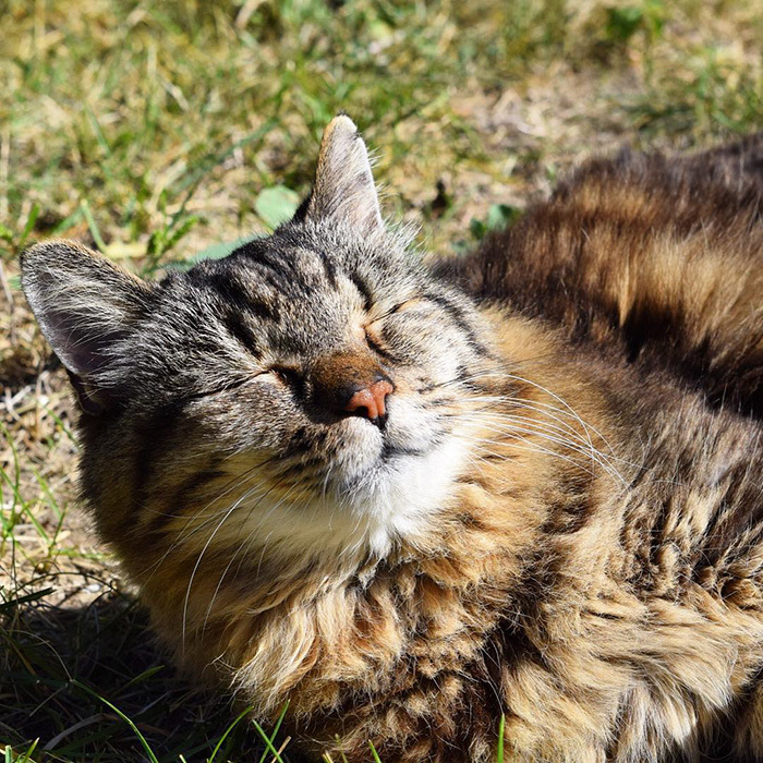 Самому старому коту в мире исполнилось 26 лет | Пикабу