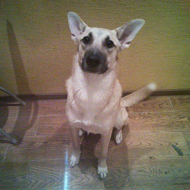 St. Petersburg, have you seen this dog?? - My, Help, Help, The dog is missing, Saint Petersburg