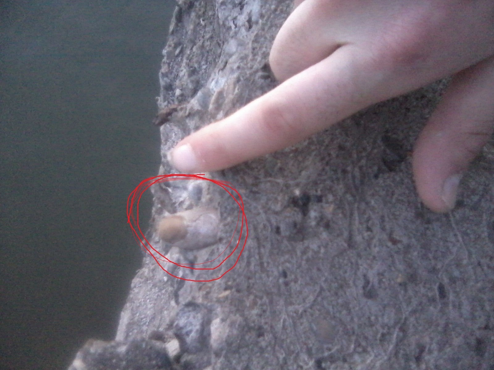 Just a stone that looks like a finger in a concrete slab - Fingers, Concrete, Dead body