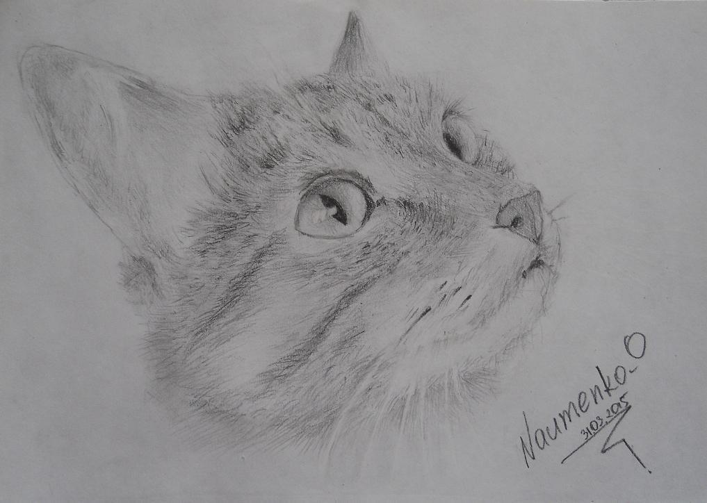 Cat (pencil) - My, Spur, Drawing, Pencil, Nature, Animals, cat