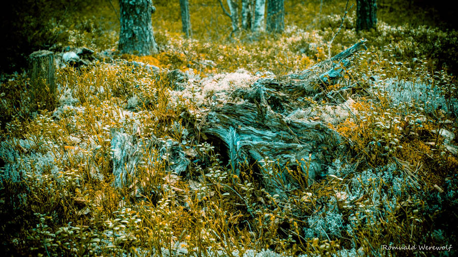 Starye Gimoli, Karelia - My, Photo, Temple, Карелия, Photo Karelia Gemola Temple, Longpost