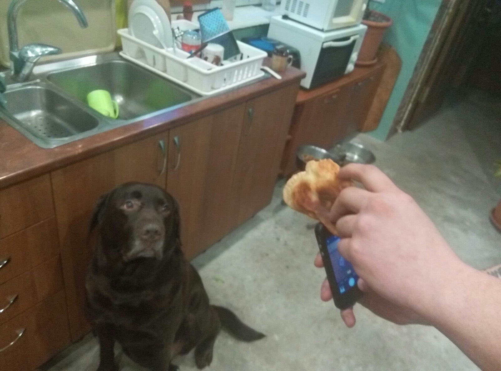 How to take a picture of a dog v2 - My, Dog, Photo, Cheburek, Longpost