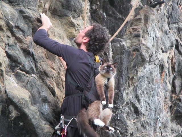 This is a mountain friend - cat, Climber, Vladimir Vysotsky, Mountaineering