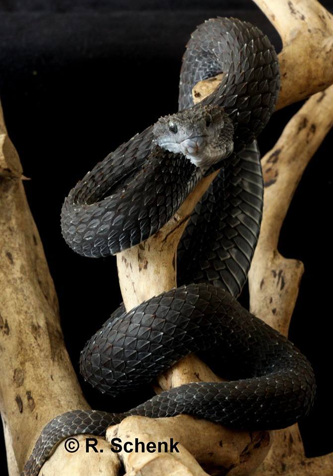 Змея с рогами на голове фото и название