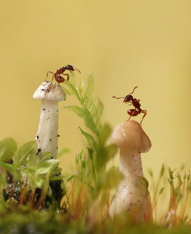 This is what an ant duel looks like - Ants, Duel, Nature, Macro photography