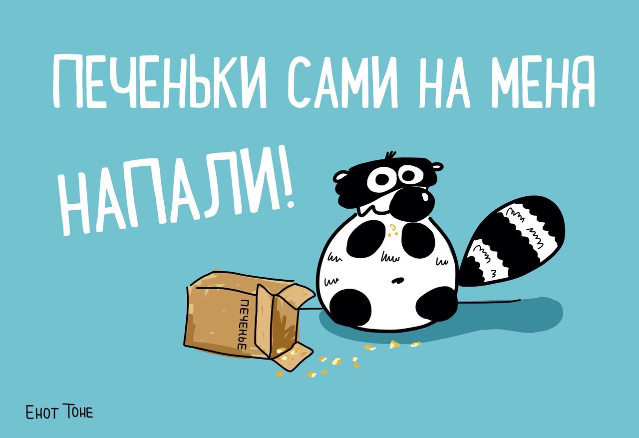 Про енотов | Пикабу