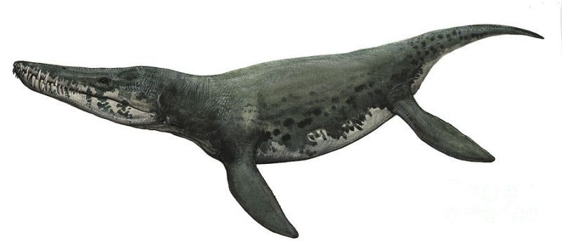 Кронозавр - Хордовые, Пресмыкающиеся, Plesiosauria, Pliosauroidea, Kronosaurus, Палеонтология, Доисторические животные, Мел