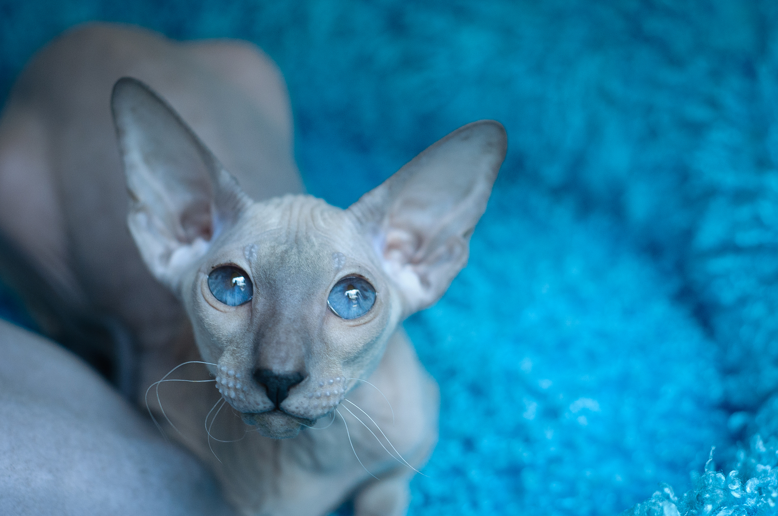 Behind blue eyes | Пикабу