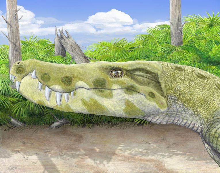 Stratiotosuchus - Хордовые, Пресмыкающиеся, Notosuchia, Sebecosuchia, Stratiotosuchus, Палеонтология, Доисторические животные