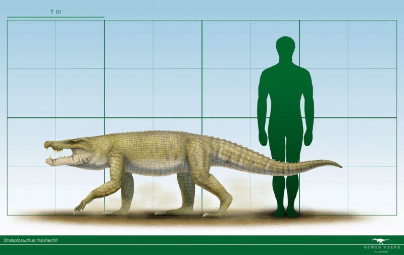 Stratiotosuchus - Хордовые, Пресмыкающиеся, Notosuchia, Sebecosuchia, Stratiotosuchus, Палеонтология, Доисторические животные