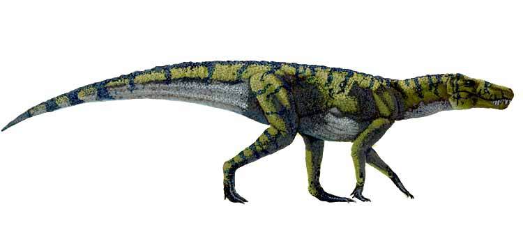 Stratiotosuchus - Хордовые, Пресмыкающиеся, Notosuchia, Sebecosuchia, Stratiotosuchus, Палеонтология, Доисторические животные