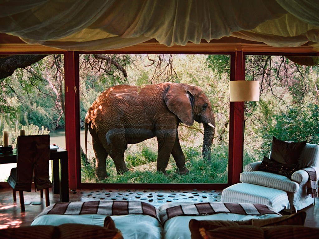 8 hotels where wild animals roam freely - Hotel, Wild animals, Travels, Safari, Longpost