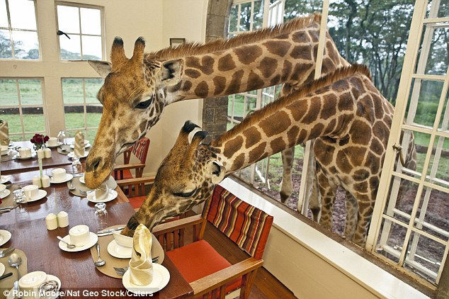 8 hotels where wild animals roam freely - Hotel, Wild animals, Travels, Safari, Longpost