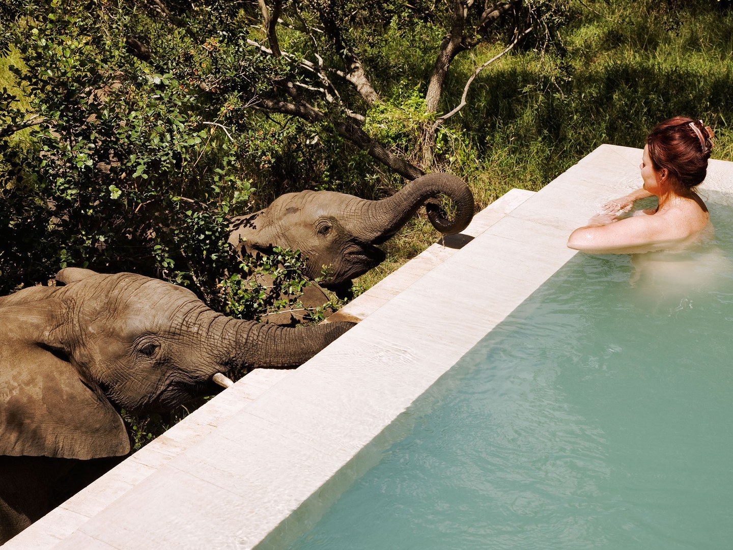 8 hotels where wild animals roam freely - Hotel, Wild animals, Travels, Safari, Longpost