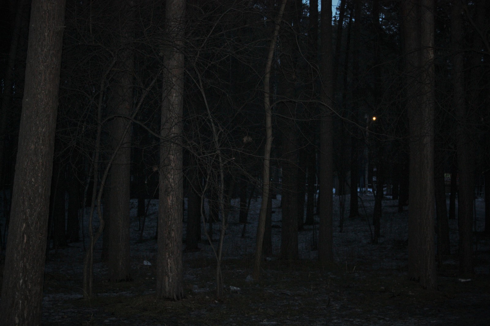 Новосибирск. Заельцовский парк. | Пикабу