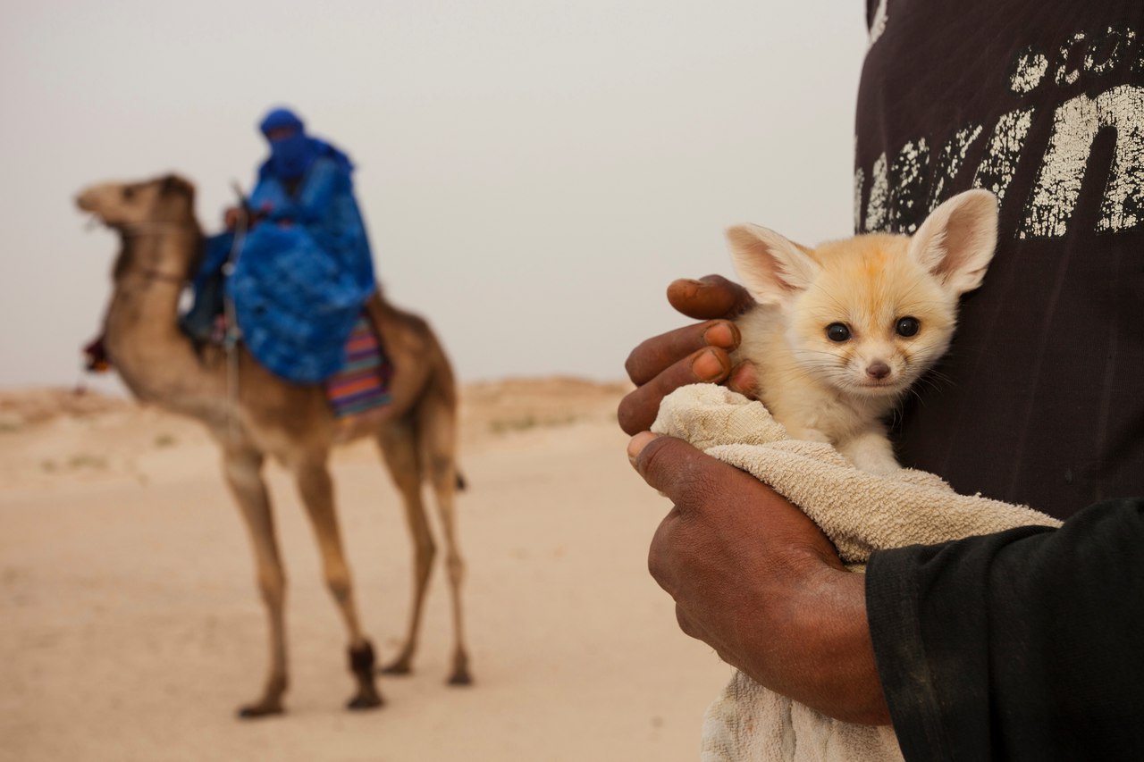 Fennec puppy :3 - Photo, Fox, Fenech, Fyr