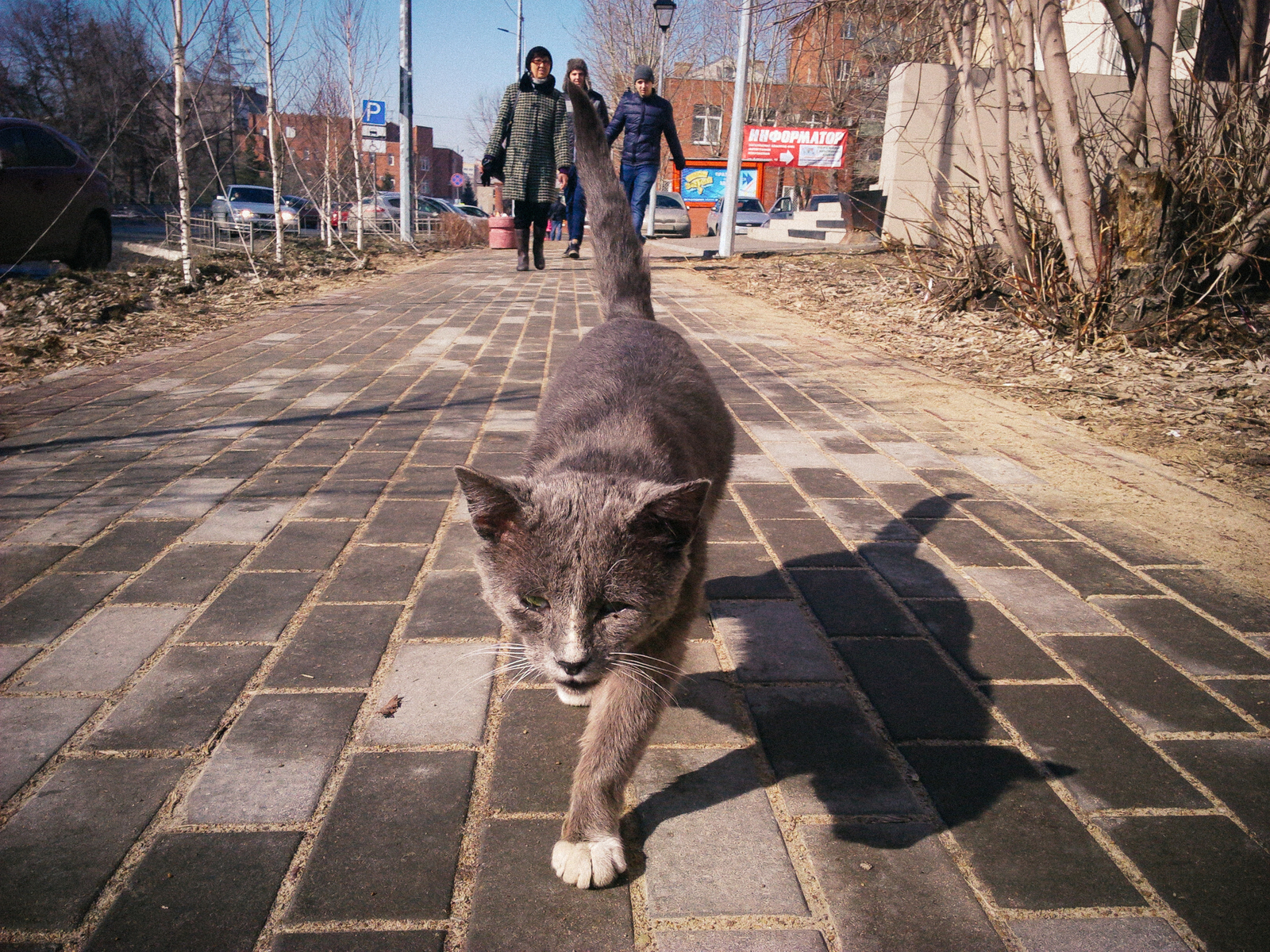 Мартовский кот, король улиц! | Пикабу