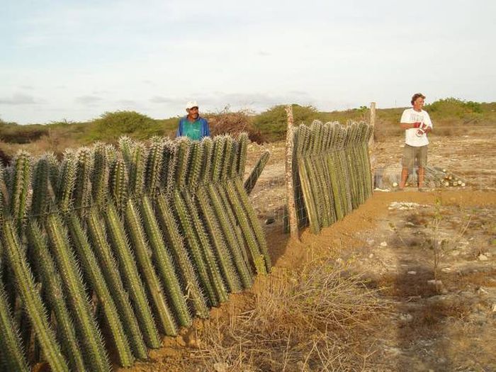 Fence - Desert, Cactus