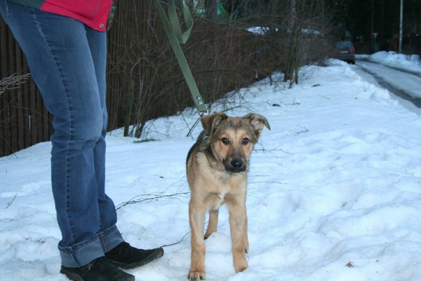 Henry is looking for a home. - Help, Moscow, Dog, Helping animals, Animals, Ramenskoe
