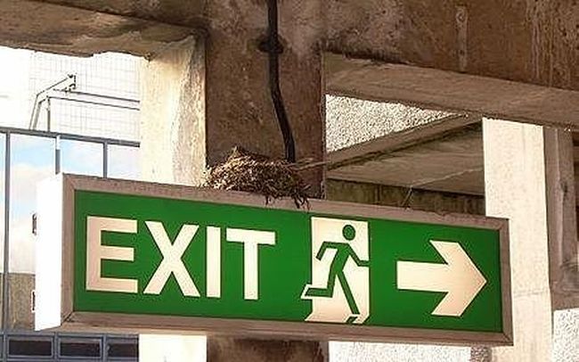 Птичьи гнезда, расположенные в необычных местах | Пикабу