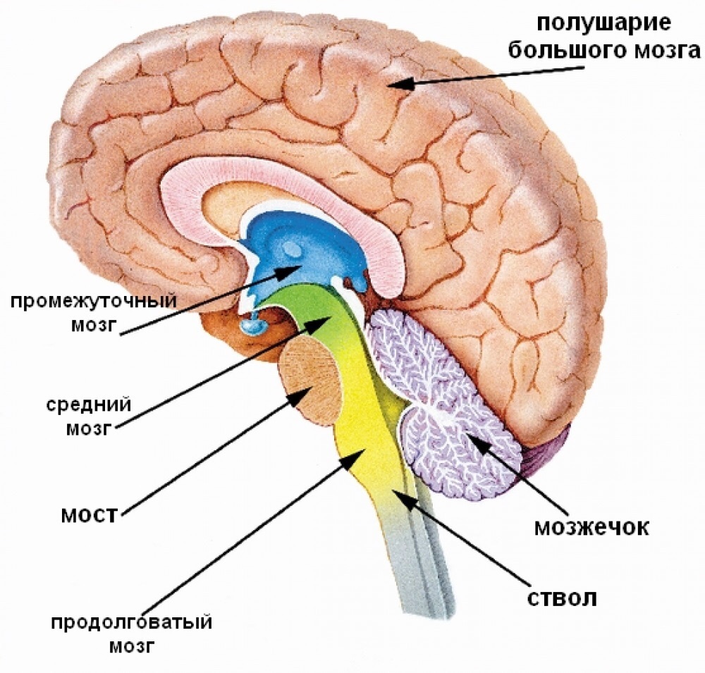 Про мозг. | Пикабу