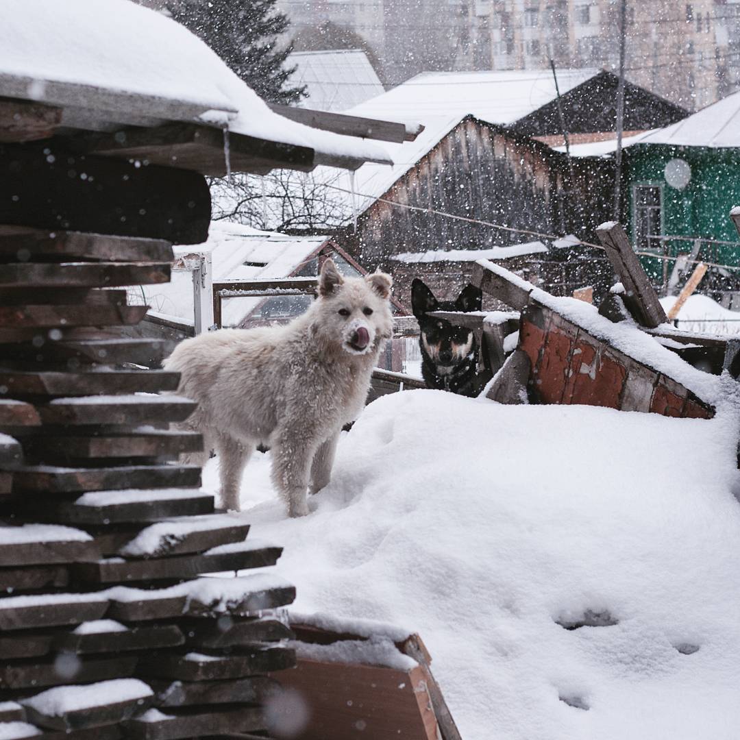 Снежные псы. | Пикабу