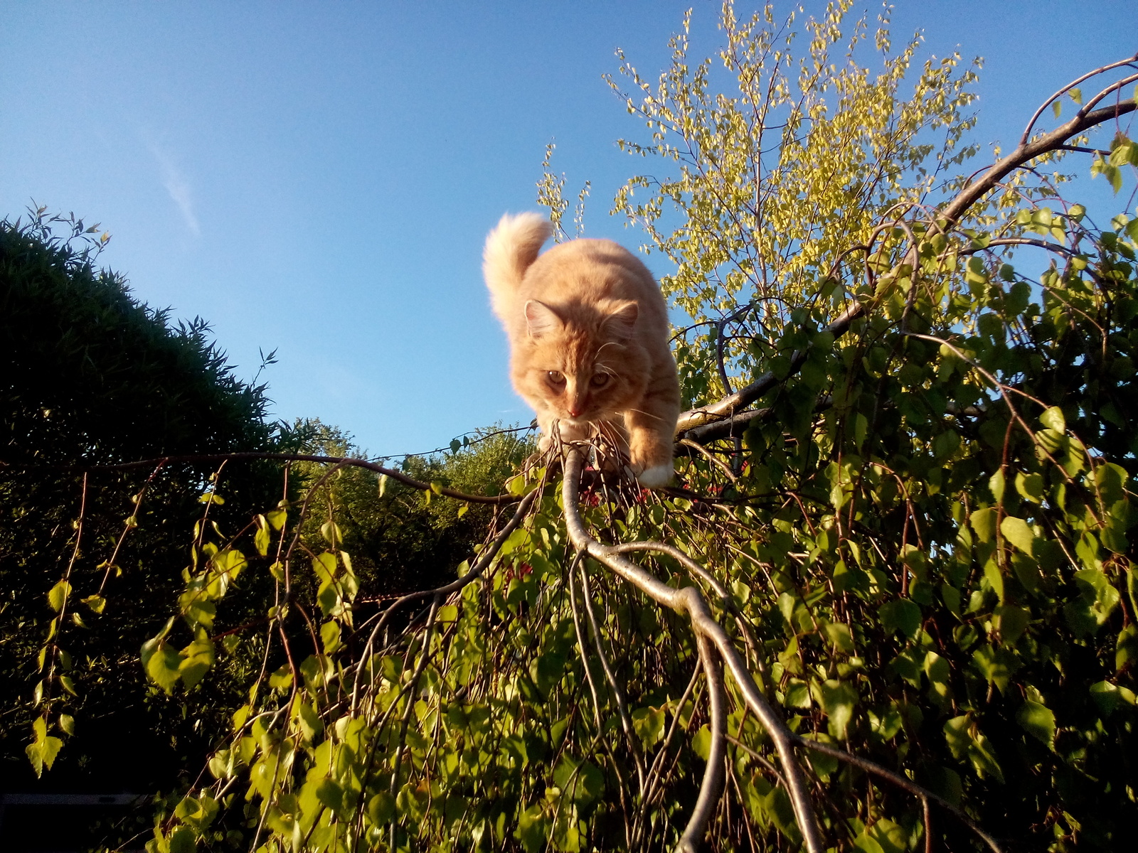 Решил гнездо свить | Пикабу