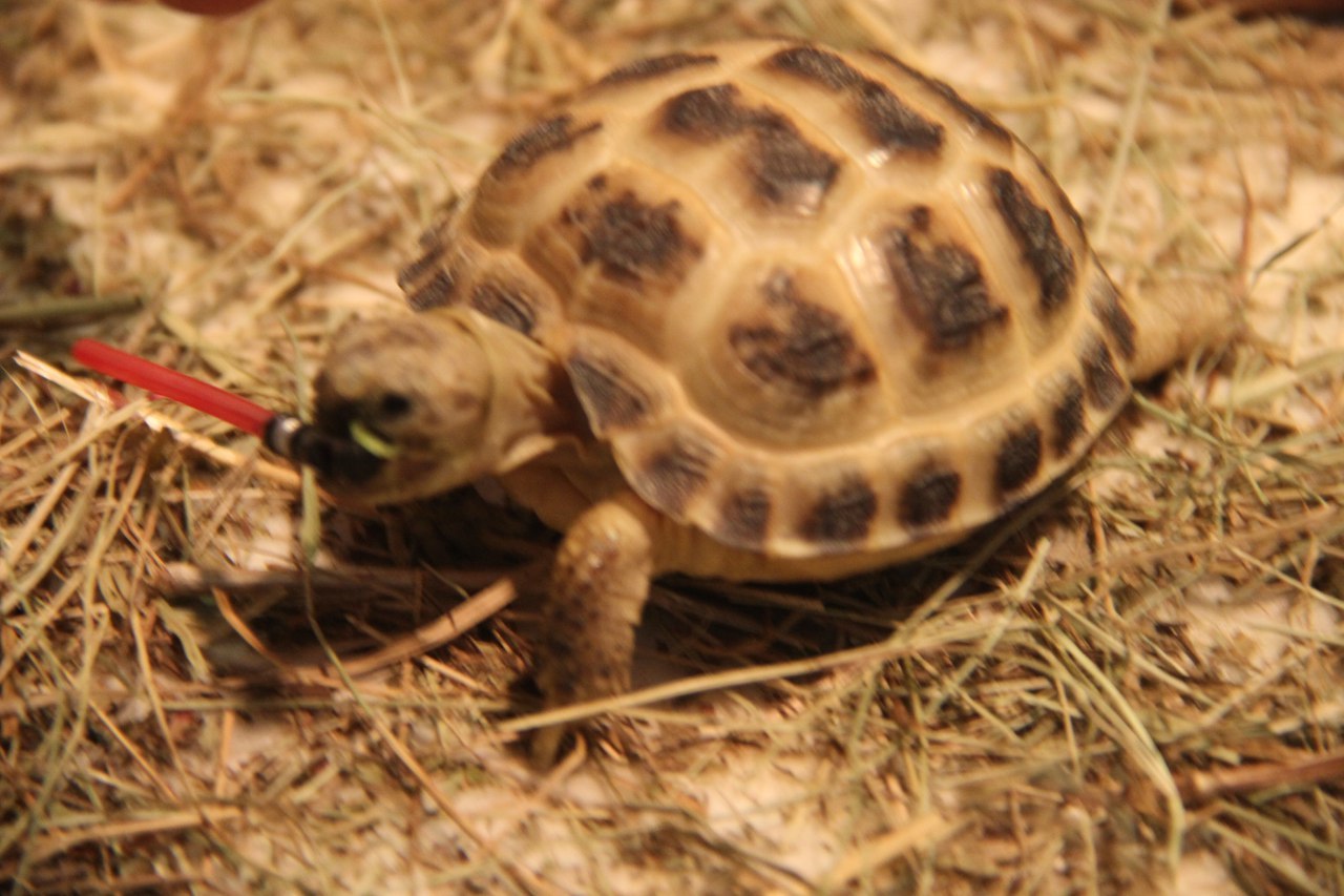 That feeling when your turtle turned to the dark side of the force - My, My, Turtle, Star Wars, Star Wars VII: The Force Awakens, Longpost